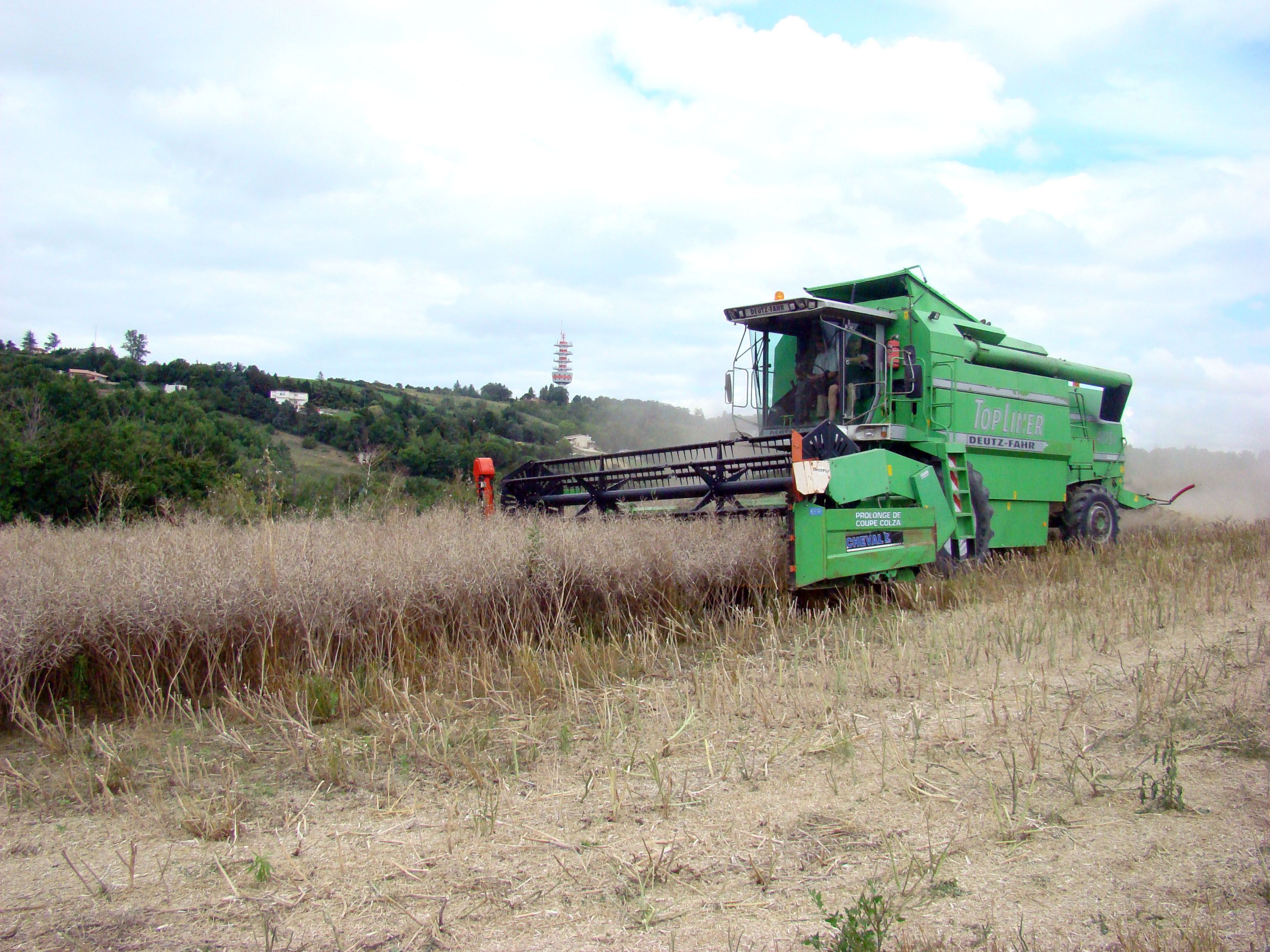 Moisson du Colza