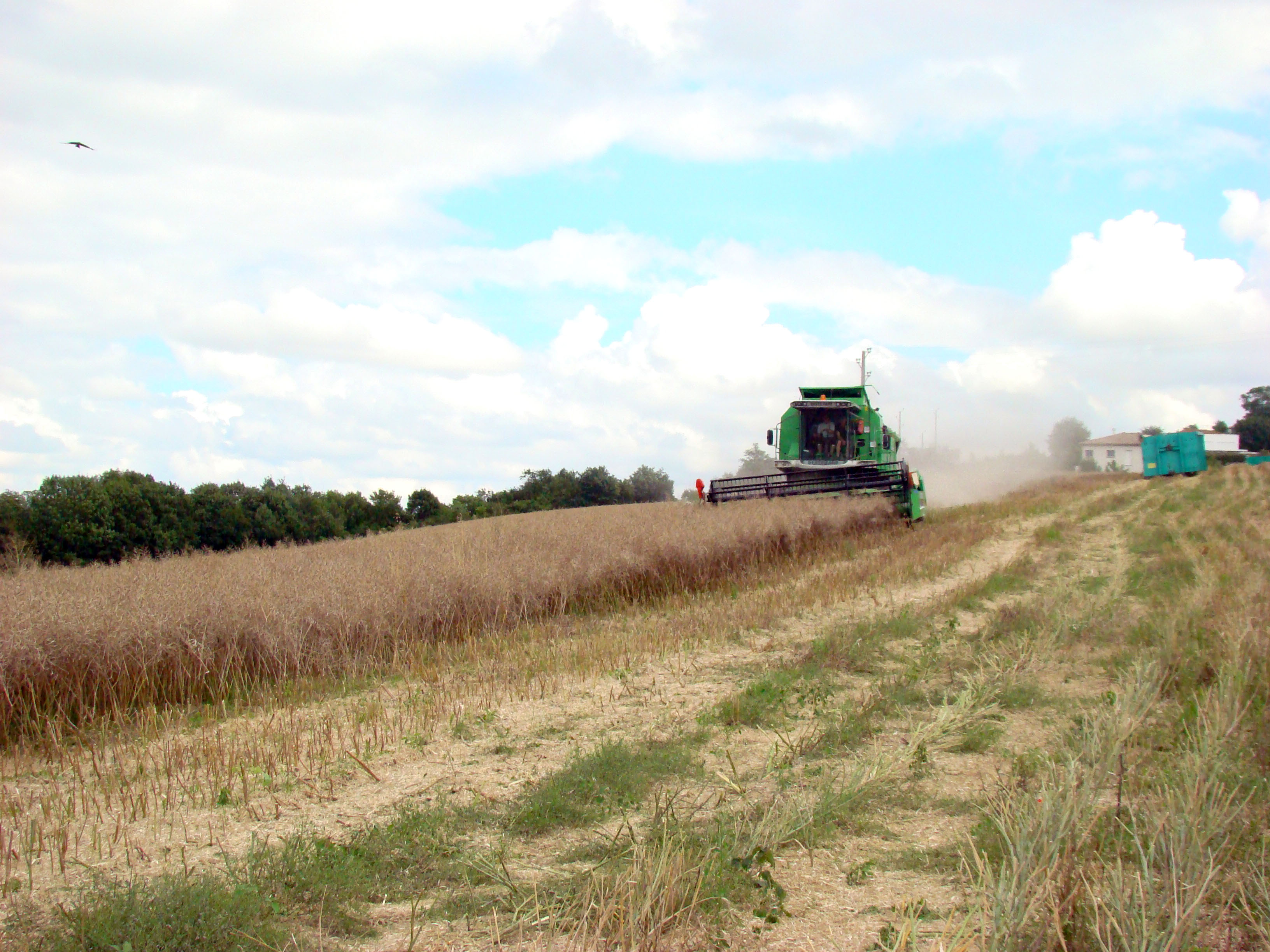Moisson du Colza