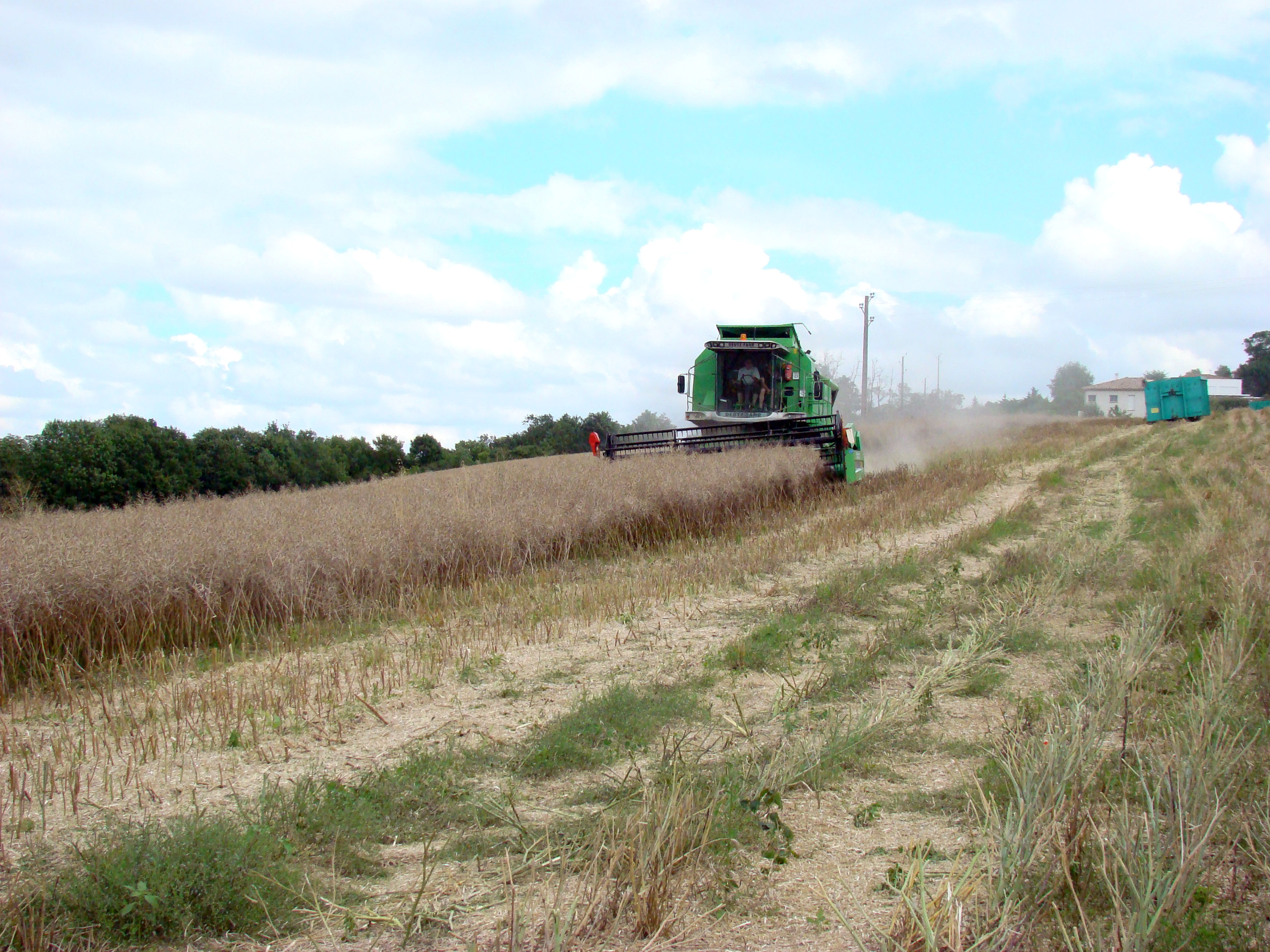Moisson du Colza